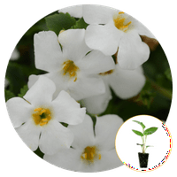 Feribot-Mors Dikimleri Canlı Bebek Bitkileri Bacopa MegaCopa Beyaz 1-3 inç., 6'lı Paket